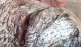 冲哥爆料鲛鱼儿视频,鲛鱼儿视频背后的惊人真相